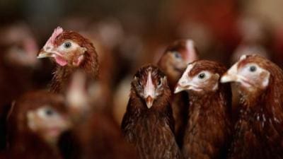 wpid-Washington-State-establish-buffer-zone-following-US-bird-flu-outbreakstrictxxl.jpg Bird Flu