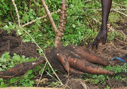 wpid-cassava.jpg cassava