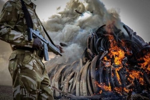 A Kenyan armed ranger stands guard at the site of burning contraband ivory in Nairobi March 3, 2015. (Xinhua/Pan Siwei) A Kenyan armed ranger stands guard at the site of burning contraband ivory in Nairobi March 3, 2015. (Xinhua/Pan Siwei)