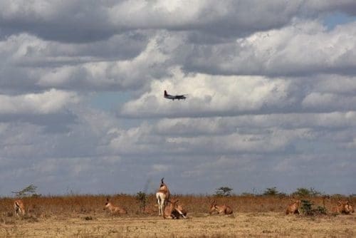A plane flies over a herd of antelopes at Kenya's Nairobi National Park in Nairobi, Kenya, March 21, 2015. Kenya's "long rains" season which usually begins in March is unpunctual this year, making both the people and wild animals of this country longing for the coming rains. (Xinhua/Sun Ruibo) A plane flies over a herd of antelopes at Kenya's Nairobi National Park in Nairobi, Kenya, March 21, 2015. Kenya's "long rains" season which usually begins in March is unpunctual this year, making both the people and wild animals of this country longing for the coming rains. (Xinhua/Sun Ruibo)