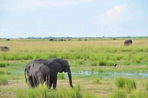 Two elephants are seen in the Chobe National Park, northern Botswana, March 24, 2015. The Kasane Conference on The Illegal Wildlife Trade was held on Tuesday in Kasane, the gateway to the Chobe National Park, with delegations from 35 countries and around 20 international organizations. (Xinhua/Lu Tianran)(azp) Two elephants are seen in the Chobe National Park, northern Botswana, March 24, 2015. The Kasane Conference on The Illegal Wildlife Trade was held on Tuesday in Kasane, the gateway to the Chobe National Park, with delegations from 35 countries and around 20 international organizations. (Xinhua/Lu Tianran)(azp)
