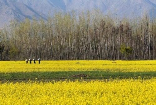 Kashmiri women carry gunny bags containing fodder for cattle as they walk in a mustard field in Bijbehara, about 55 km south of Srinagar, summer capital of Indian-controlled Kashmir, April 5, 2015. (Xinhua/Javed Dar) Kashmiri women carry gunny bags containing fodder for cattle as they walk in a mustard field in Bijbehara, about 55 km south of Srinagar, summer capital of Indian-controlled Kashmir, April 5, 2015. (Xinhua/Javed Dar)
