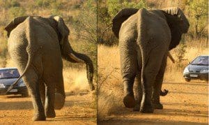 Elephant Elephant