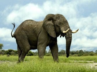 wpid-poacherskillfiveelephants.jpg Elephant