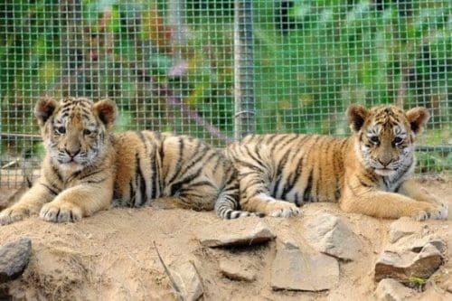 Two manchurian tiger cubs take a rest at Qingdao Forest Wildlife World in Qingdao, east China's Shandong Province, Sept. 26, 2015. Seven manchurian tiger cubs and four African lion cubs here, all of which are three months old, met with the press recently. (Xinhua/Yu Fangping) (lfj) Two manchurian tiger cubs take a rest at Qingdao Forest Wildlife World in Qingdao, east China's Shandong Province, Sept. 26, 2015. Seven manchurian tiger cubs and four African lion cubs here, all of which are three months old, met with the press recently. (Xinhua/Yu Fangping) (lfj)