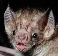 Bats Bats