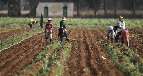 wpid-Agric.jpg