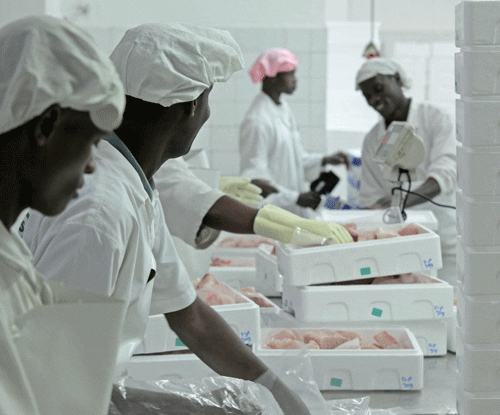 fish processors fish processors
