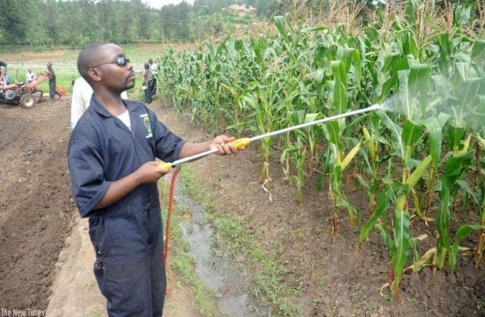 Maize farmer
