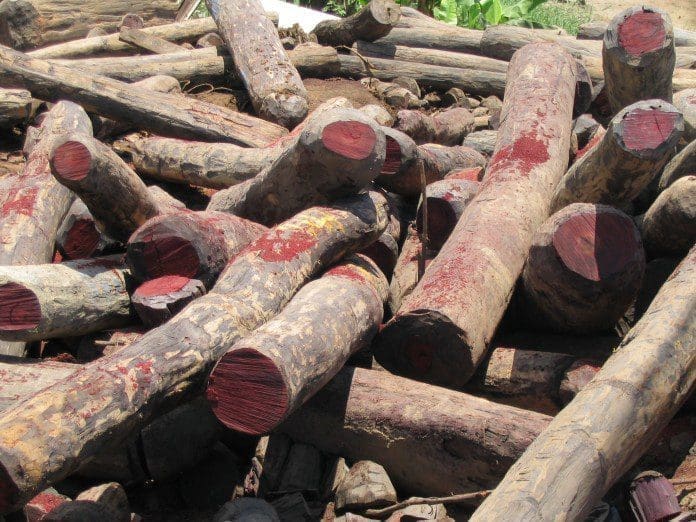 rosewood logging
