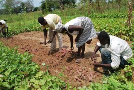 y17gx33wvqfarming.jpg Farm