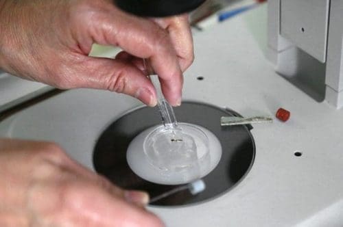 A doctor examines a larva of the Aedes aegypti mosquito, the carrier of Zika virus, in a laboratory of the Ministry of Health, in San Jose, Costa Rica, on Jan. 29, 2016. The World Health Organization (WHO) on Thursday said it would convene an International Health Regulations emergency committee on the Zika virus to ascertain whether the outbreak constitutes a public health emergency of international concern.(Xinhua/Kent Gilbert) (jp) (sp) A doctor examines a larva of the Aedes aegypti mosquito, the carrier of Zika virus, in a laboratory of the Ministry of Health, in San Jose, Costa Rica, on Jan. 29, 2016. The World Health Organization (WHO) on Thursday said it would convene an International Health Regulations emergency committee on the Zika virus to ascertain whether the outbreak constitutes a public health emergency of international concern.(Xinhua/Kent Gilbert) (jp) (sp)