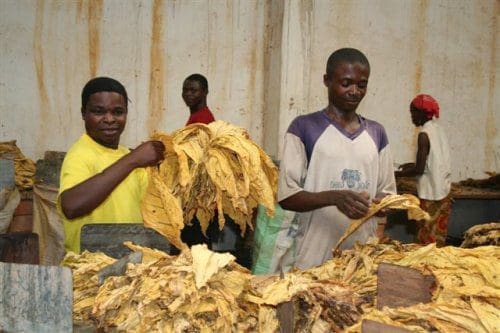 Zambia tobacco grading Zambia tobacco grading