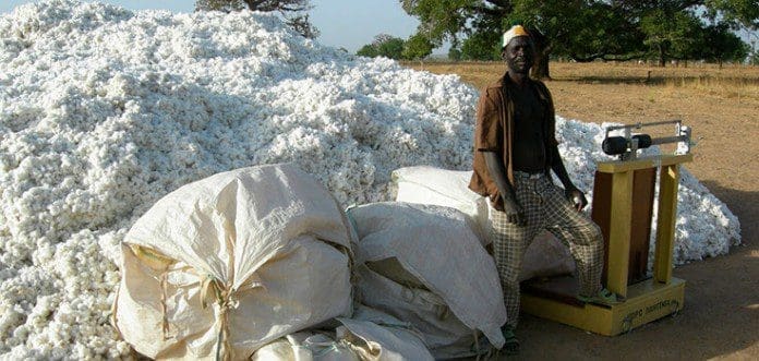 GMO Bt Cotton GMO Bt Cotton