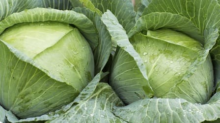 cabbage cabbage