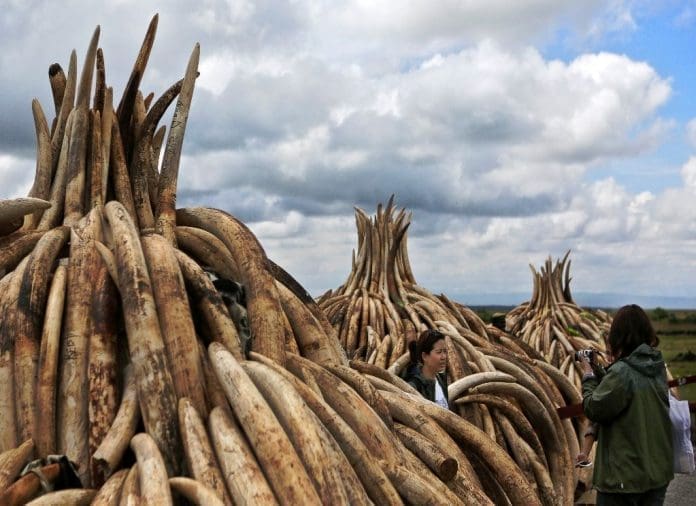 Illegal stockpiles of elephant tusks are stacked up onto pyres at Nairobi's national park, waiting to be burned at what is said to be the biggest stockpile destruction in history (AFP Photo/Tony Karumba)