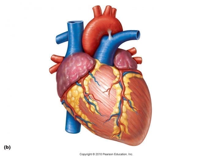 heartdiagram3 heart