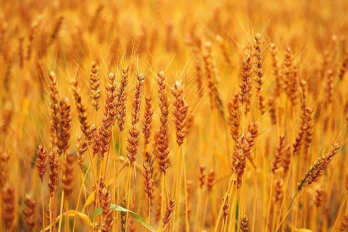 Wheat