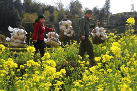 ganoderma Residents of Huaibao in Liuzhou, southern China's Guangxi Zhuang Autonomous Region, carry harvested ganoderma. The government has provided more than 40,000 ganoderma as well as technical and sales services to local residents to help lift them out of poverty. (Photo by People’s Daily Online)