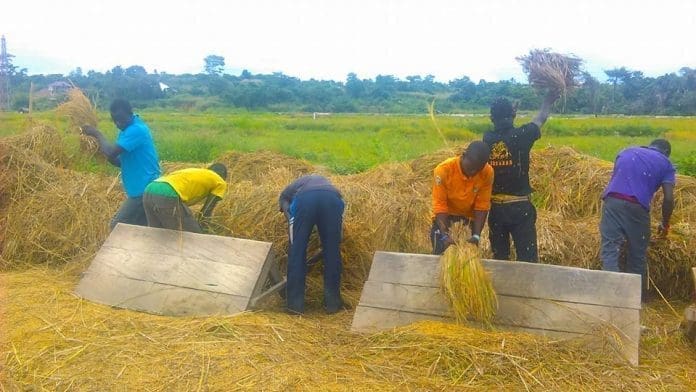 rice yields rice yields