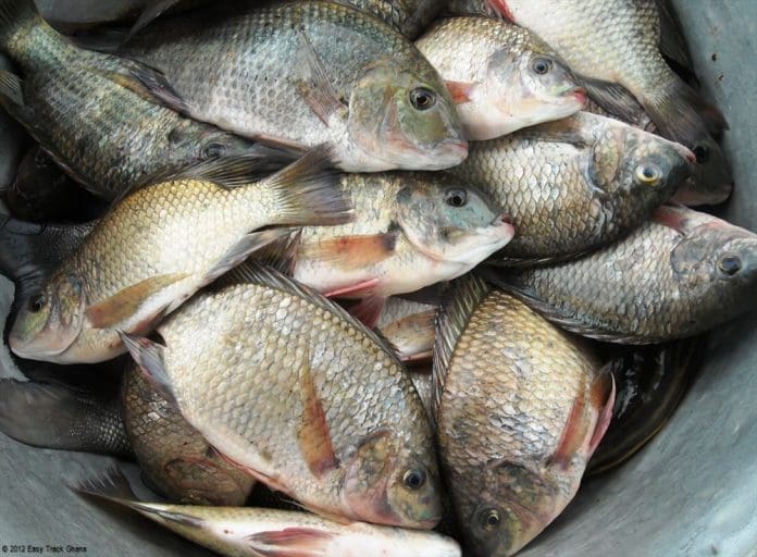 Fish fish
