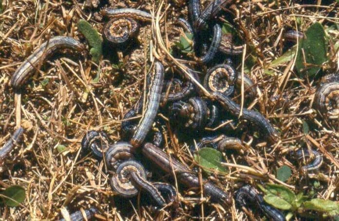 armywormsgross armywormsgross