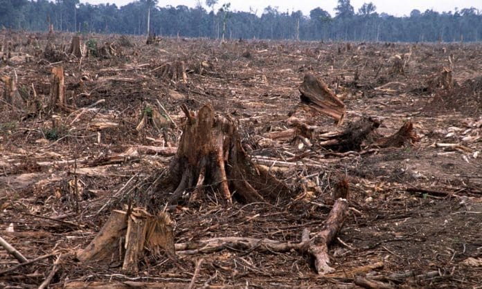 deforestation-