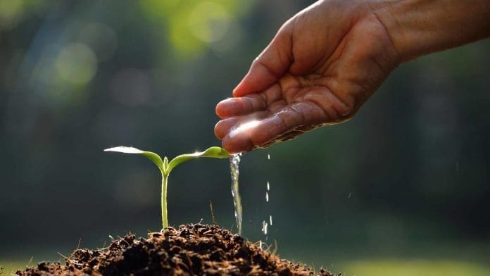 letting seed grow