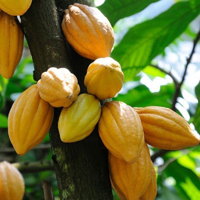 cocoa-plant