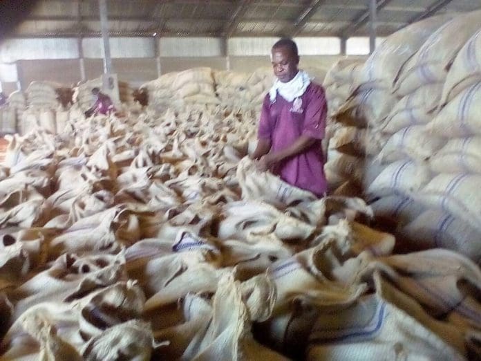 Cocoa beans