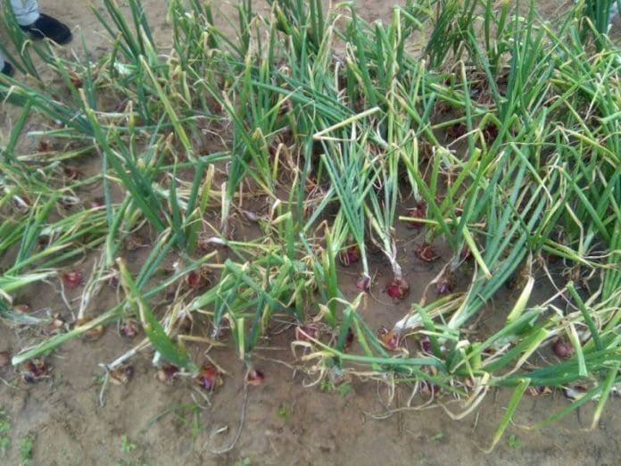Economics Onion Trials 1
