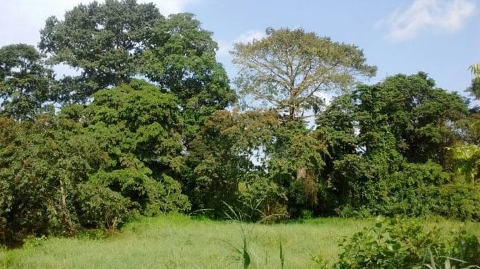 Crown Forest