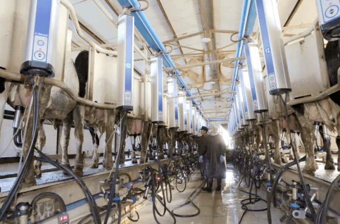 Technicians Technicians from a dairy enterprise in Dongying, east China’s Shandong province disinfect the cows before milking on Dec. 8, 2017. (Photo by Liu Zhifeng, Tan Changqing from People’s Daily Online)