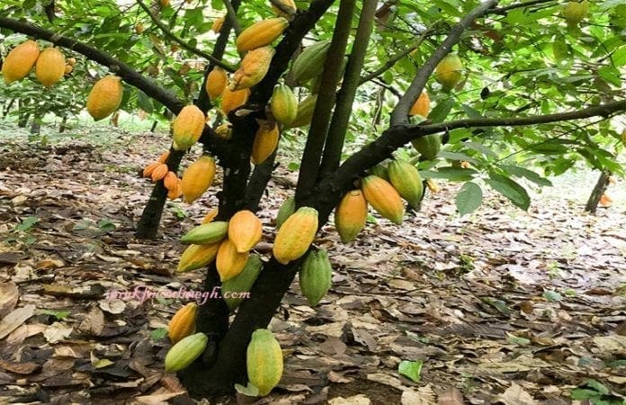 Cocoa
