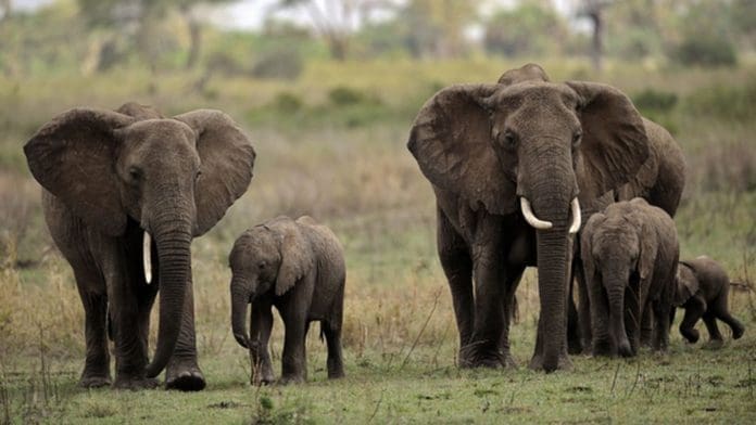 elephant-1062x598 elephants