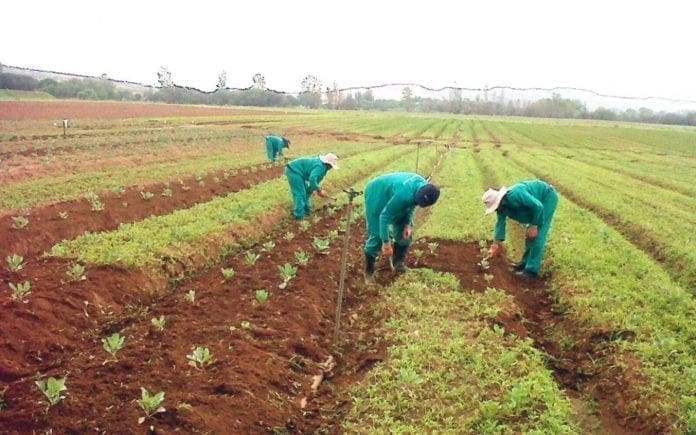 Agriculture Produce