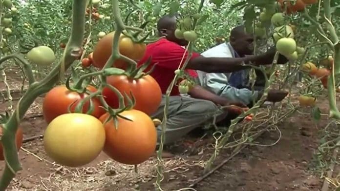 horticulture farming