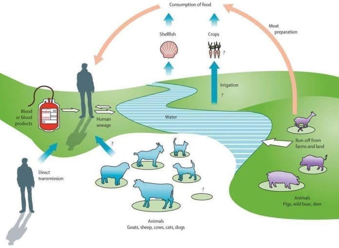 Hepatitis E