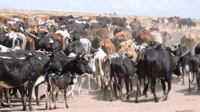 Cows