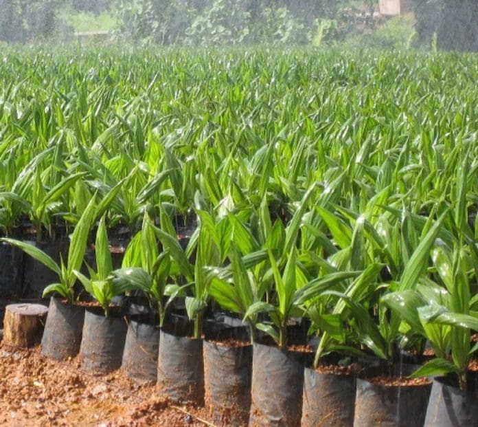 Palm Seedlings