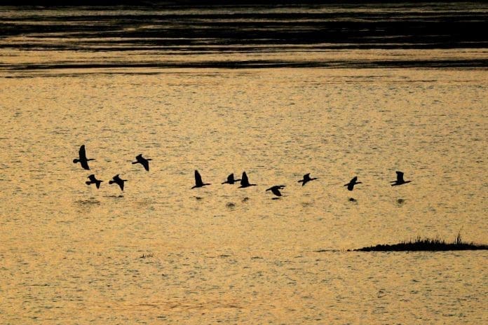 Photo taken on Nov. 20, 2020, shows mallards and other wild birds hovering above the section of Yangtze River in Caoxi village, Luzhou city, southwest China's Sichuan province. (Photo by Mu Ke/People's Daily Online)