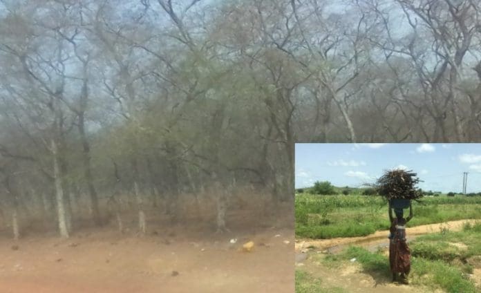 Deforestation Deforestation