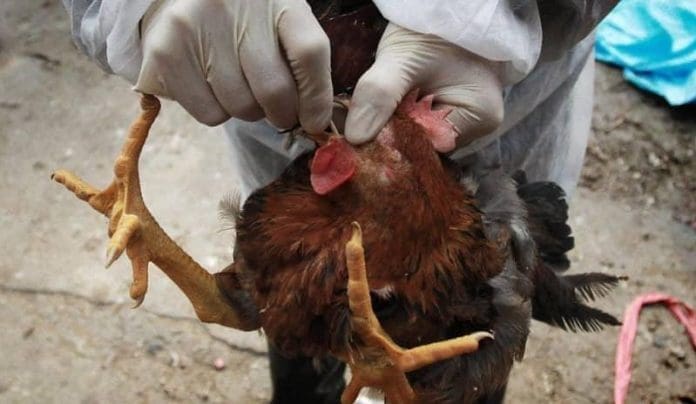 Economics Bird Flu Prevention