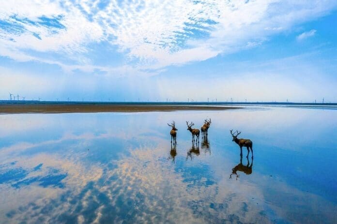 Photo taken on Sept. 8, 2021, shows wild elks ambling at the Tiaozini wetland, Dongtai city, east China’s Jiangsu province. (Photo by Sun Jialu/People’s Daily Online)
