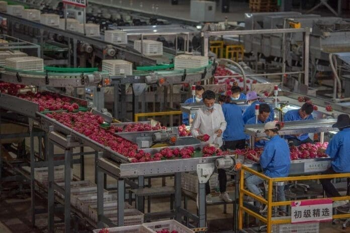 Workers sort and wrap pitaya at a factory in Dongfang city, south China’s Hainan province. The city has strived to build a pollution-free production base for tropical fruits and create a brand for green agricultural products. (Photo by Yuan Chen/People’s Daily Online)