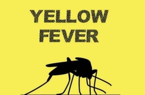 Ghana declares yellow fever outbreak after three deaths in Upper West