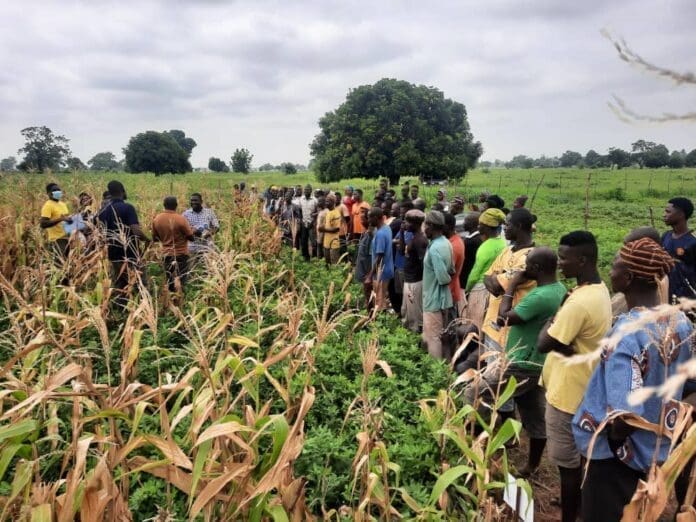 Economics Farmers Biofertilizer