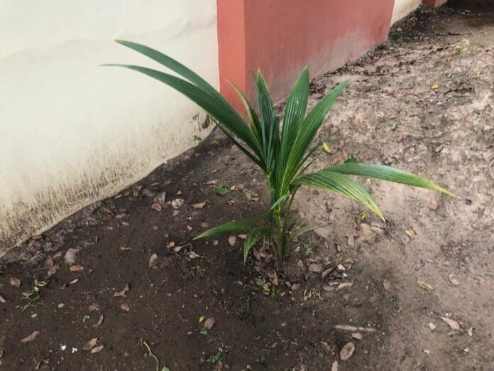 Environment Ministries Trees