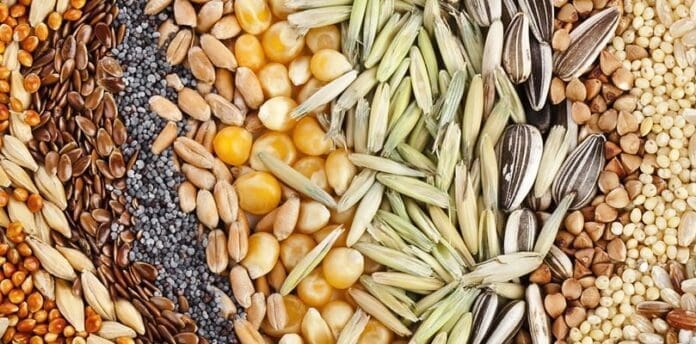 Science Seeds Investment