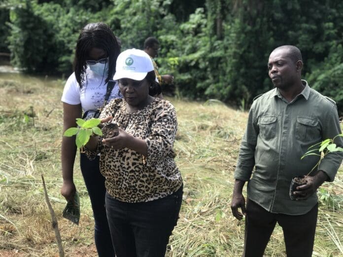 Ksi Environment Tree Planting Pix